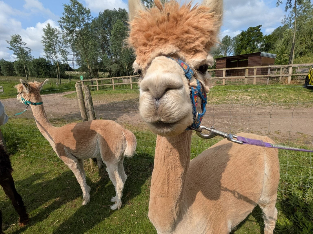 Blackwater Alpacas & Pygmy Goats景点图片