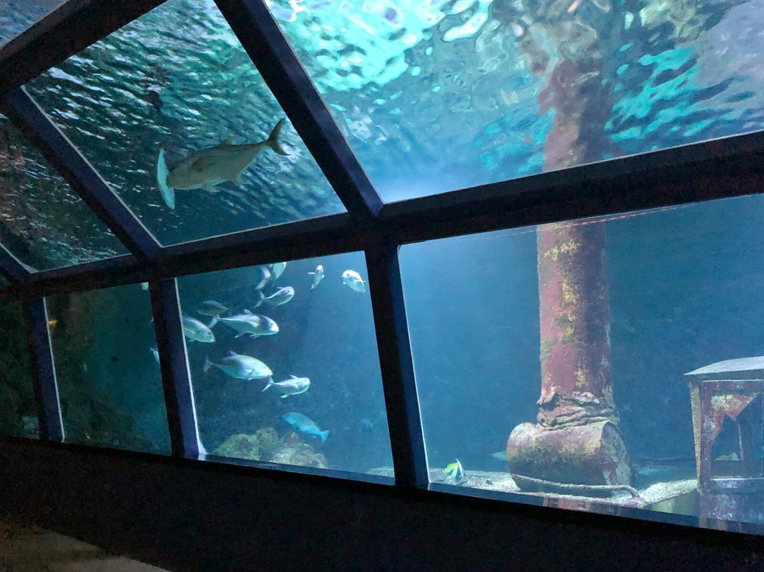 Aquarium de la Réunion景点图片