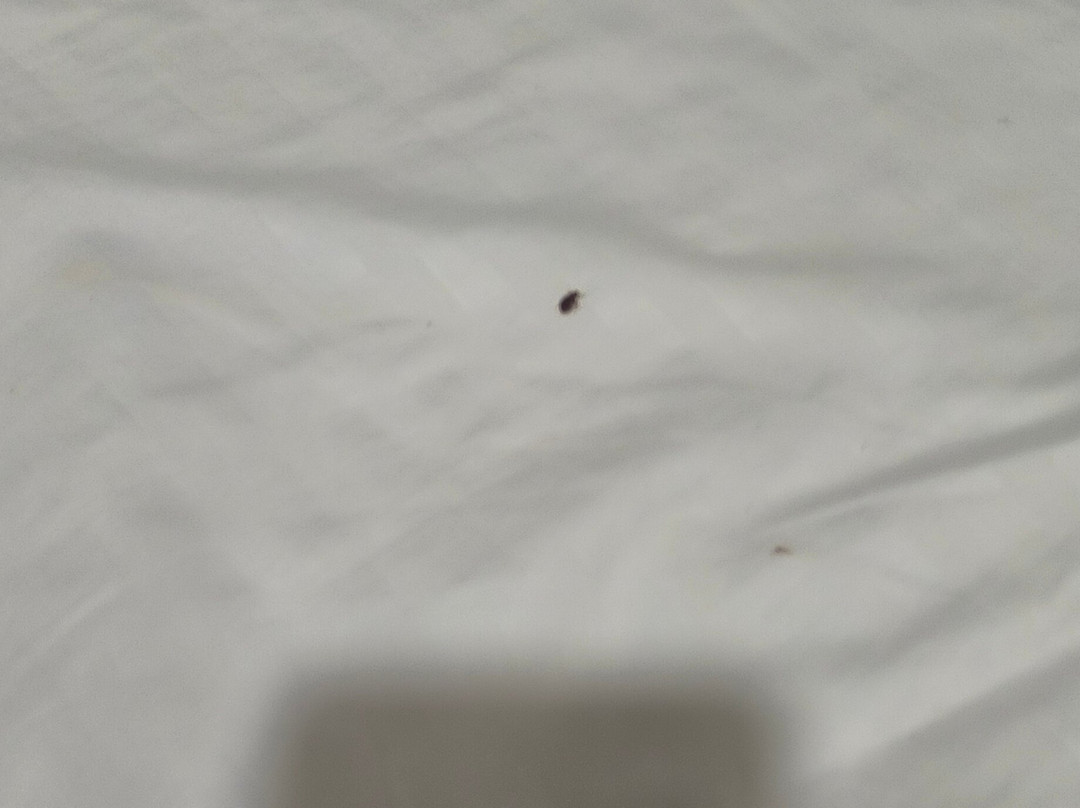 Hotel Lord Star主图