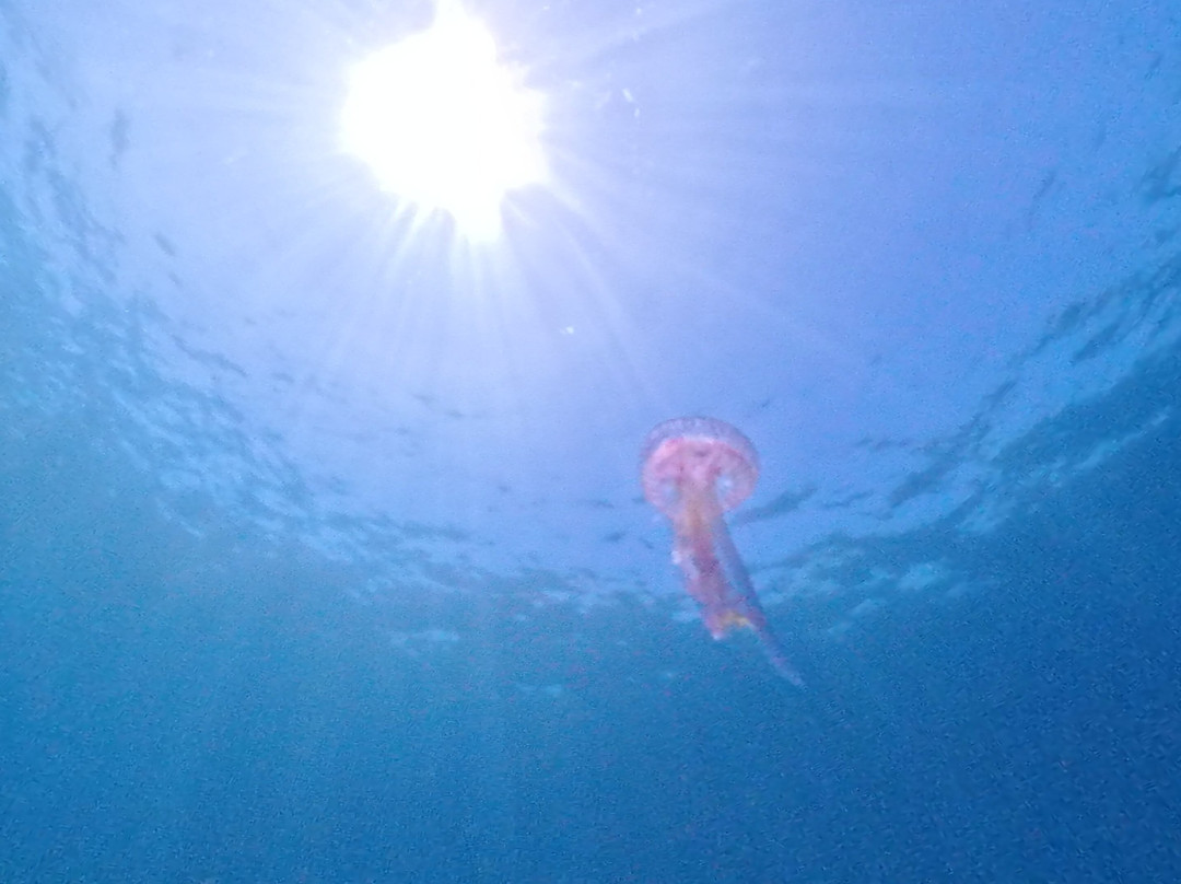 Skiathos Diving Center-Skiathos Town必去景点