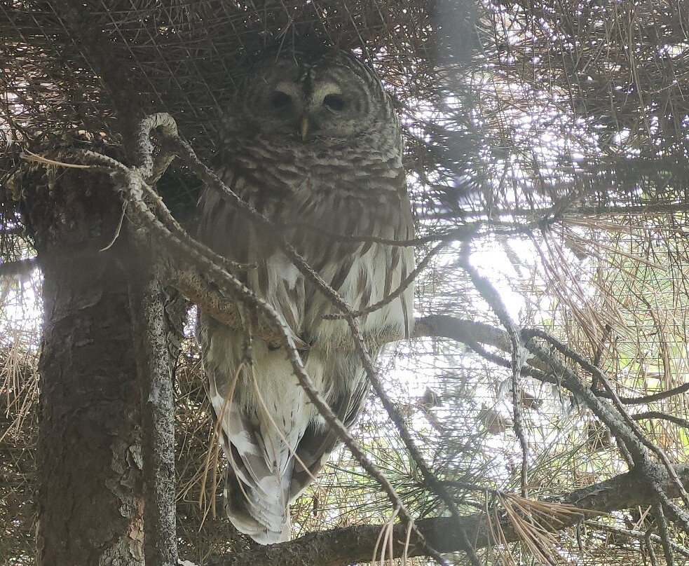 BC Wildlife Park-坎卢普斯必去景点