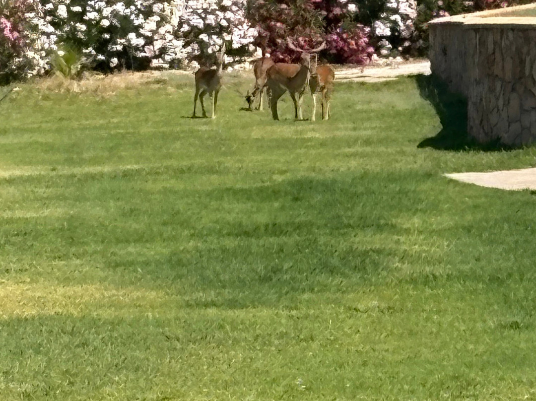 Al Mare Villas主图