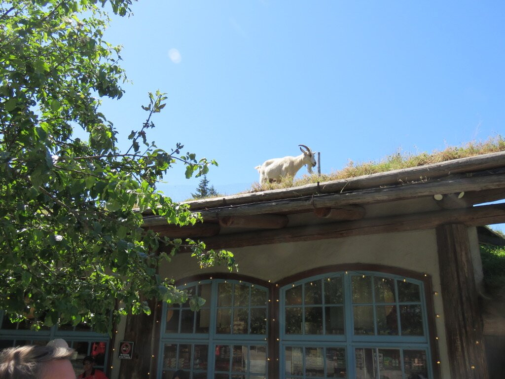 Old Country Market - Goats on Roof-Coombs必去景点
