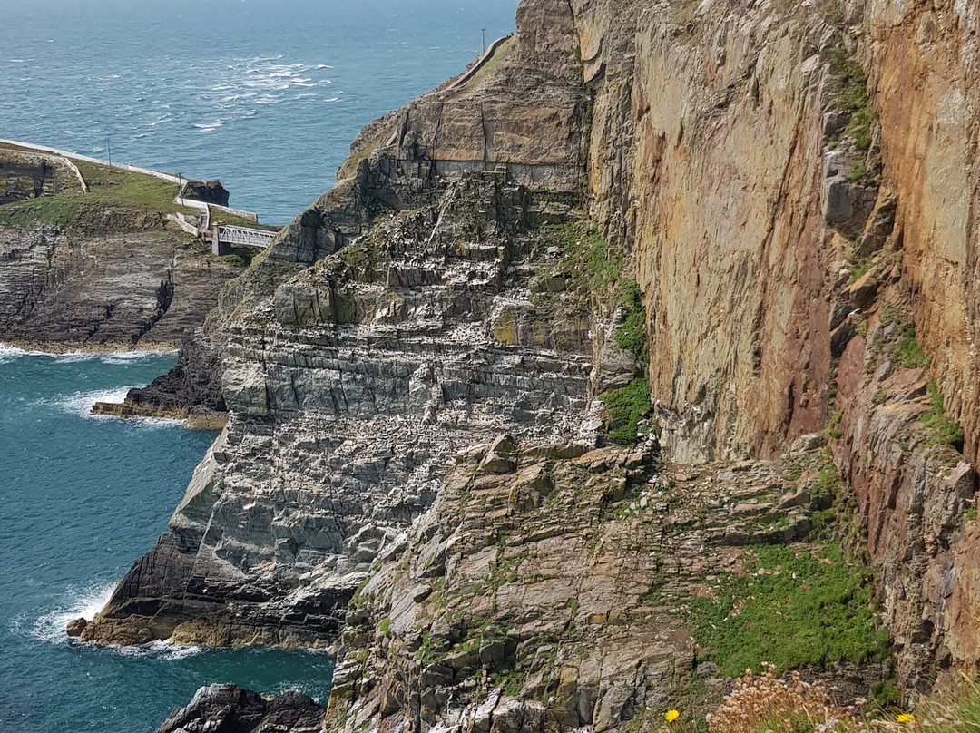 South Stack Cliffs RSPB Reserve-Holyhead必去景点