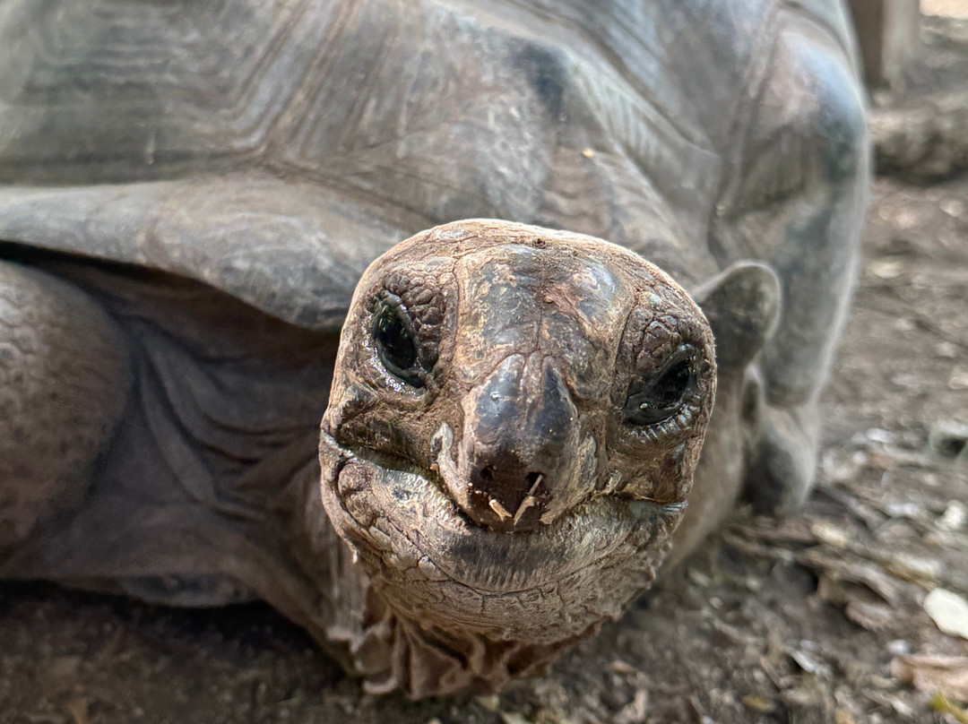 Stingray City-安提瓜必去景点