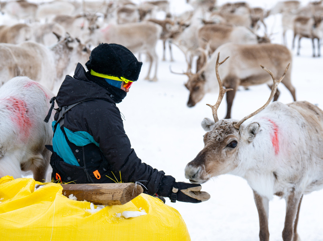Up North Sámi Adventures-Kautokeino必去景点