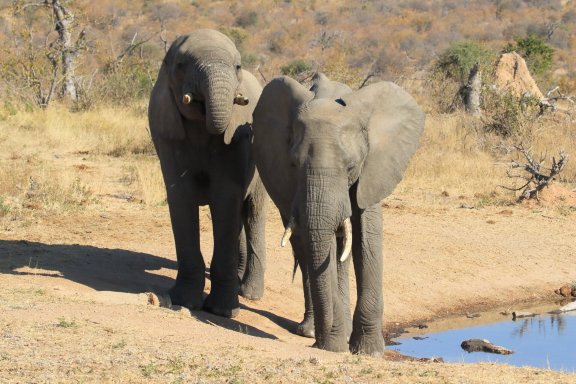 Imagine Africa Luxury Tented Camp-酒店景观