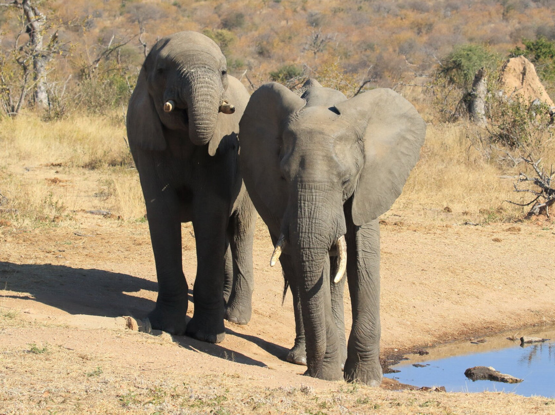 Imagine Africa Luxury Tented Camp主图