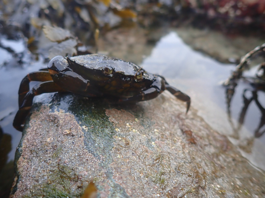 Shetland Rockpool Safaris
