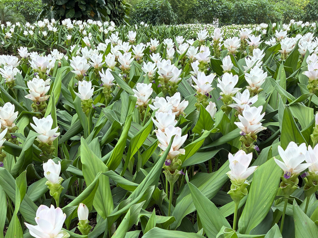 Green Jungle Park@Hoi Khua Waterfall-琅勃拉邦必去景点