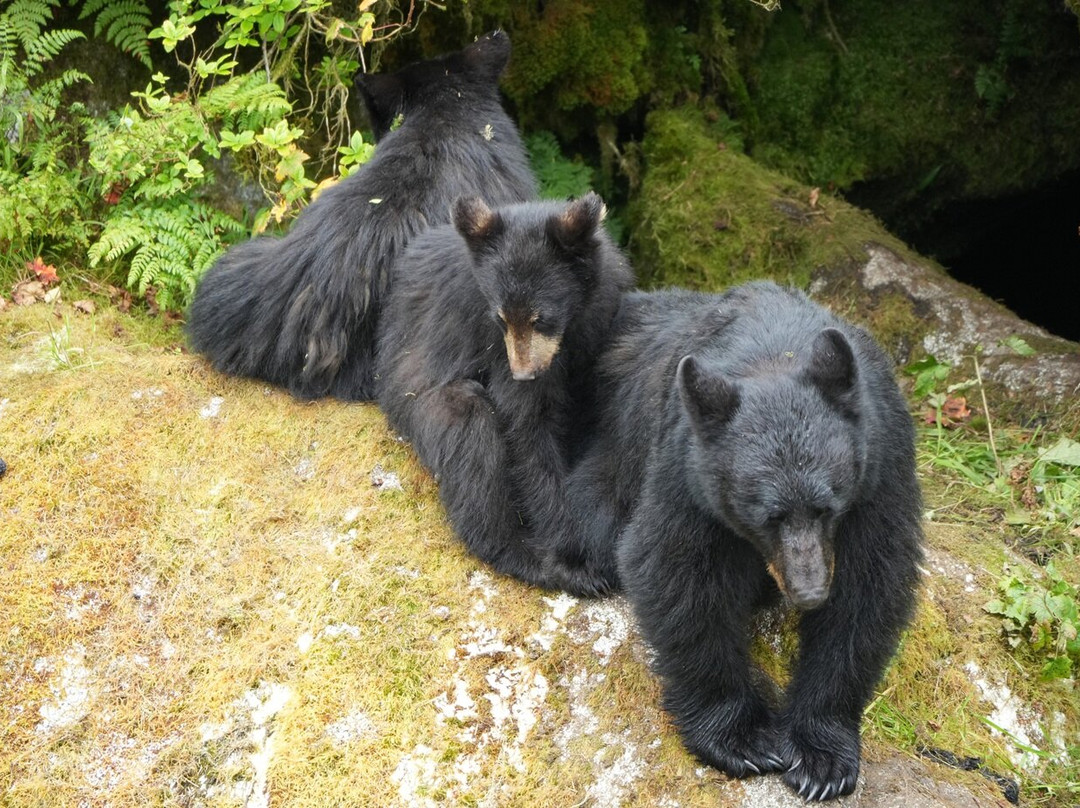 Breakaway Adventures Day Tours-Wrangell必去景点