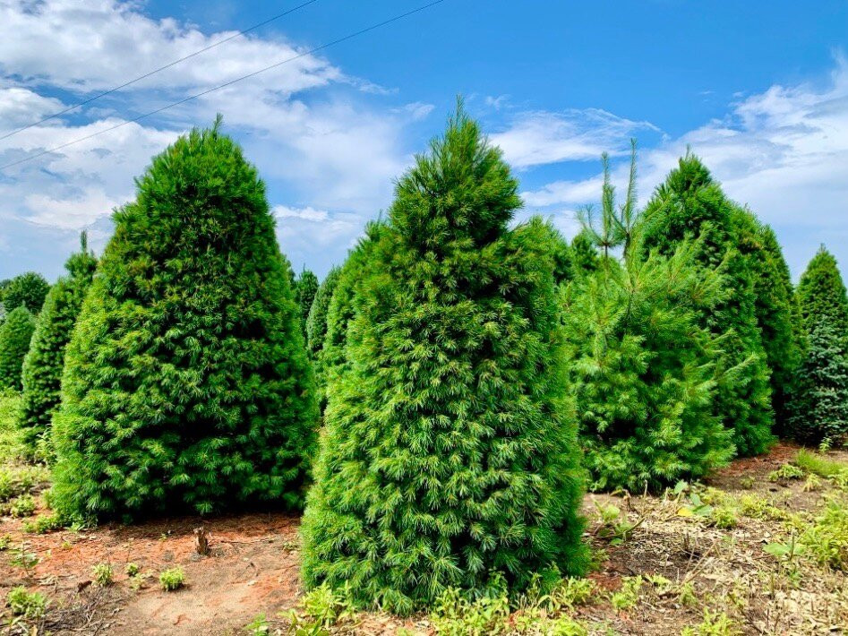 Dutchman Tree Farm-Manton必去景点