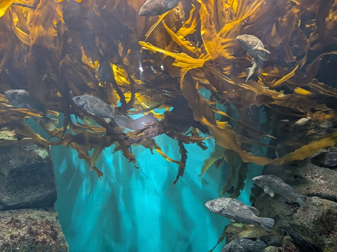 Sendai Uminomori Aquarium-仙台市必去景点