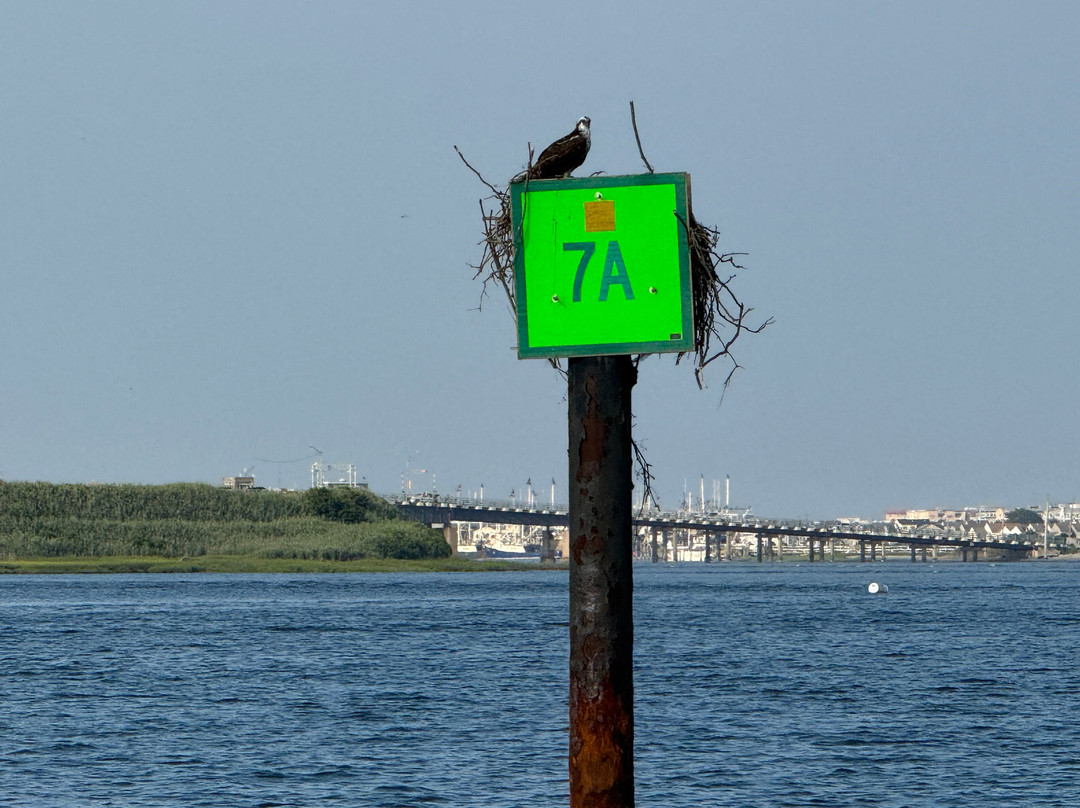 Salt Marsh Safari The Skimmer-Stone Harbor必去景点