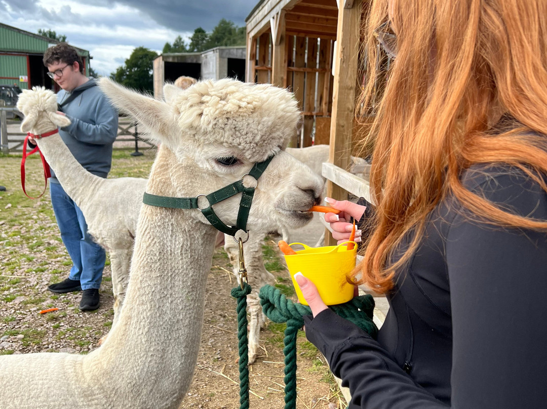 Cairngorm Alpacas-Newtonmore必去景点