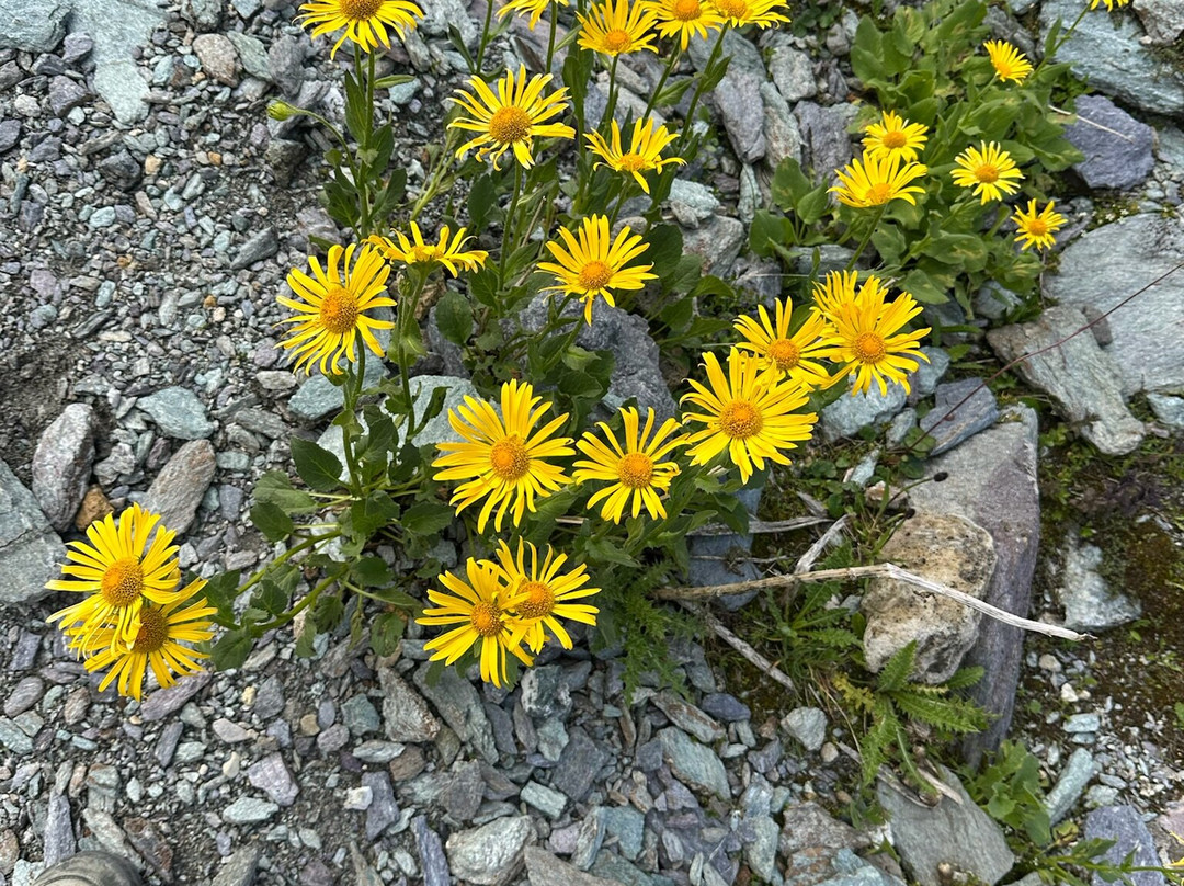 Patagoniatiptop-霞慕尼必去景点