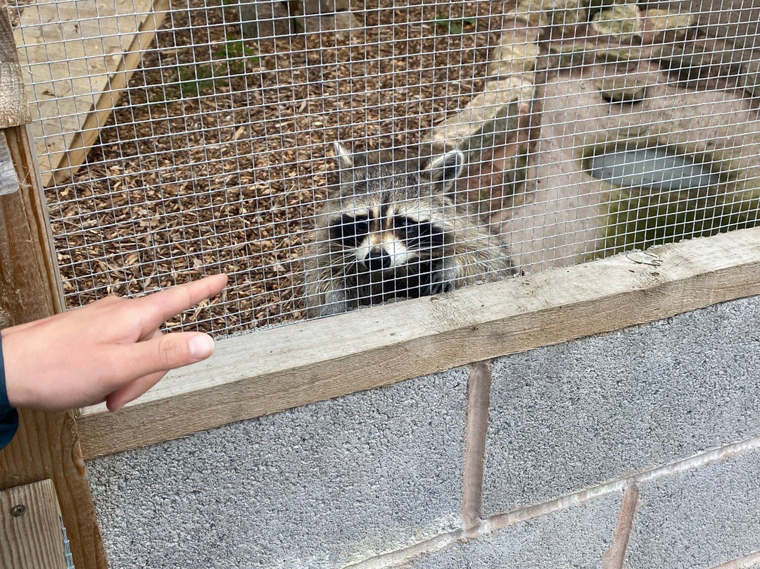 Brockswood Animal Sanctuary-Dudley必去景点