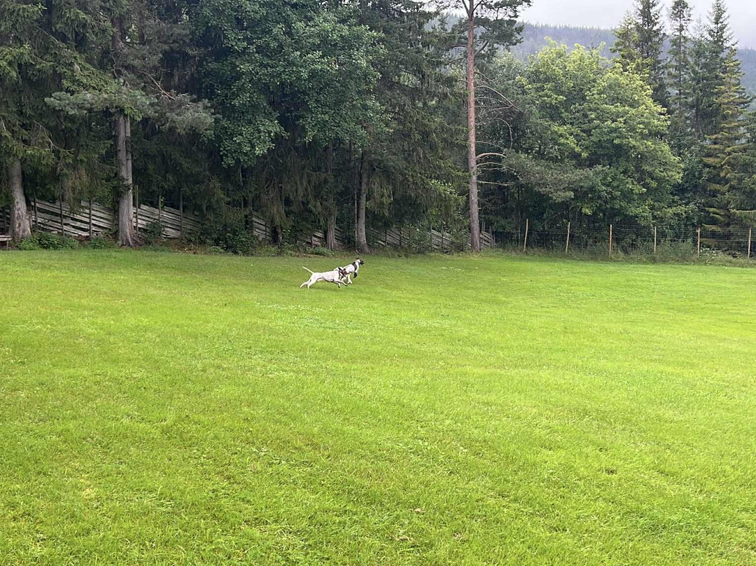 Møregga Hundepark / Møregga dogpark