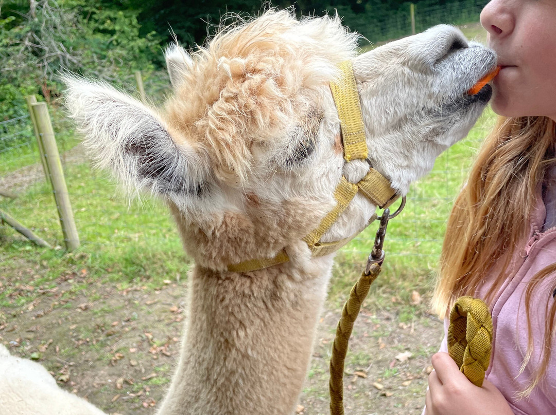 Woolley Animals Farm Park-Winkleigh必去景点