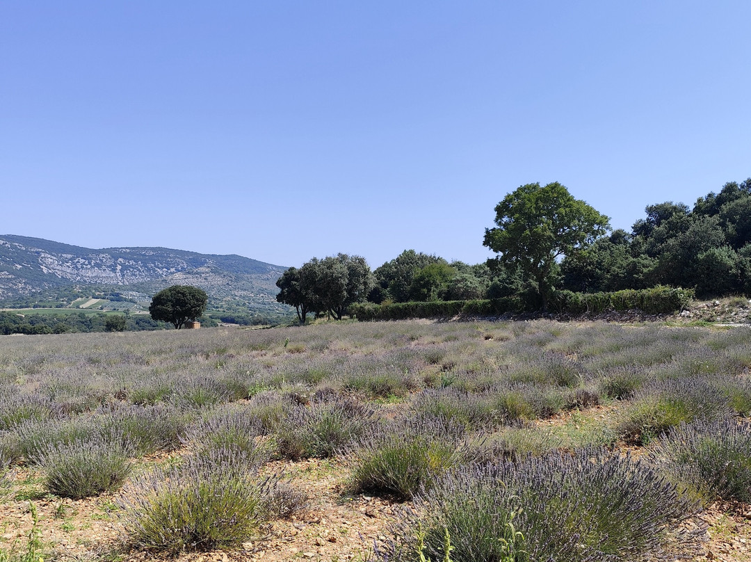 Maison de la Lavande - Domaine Lavandaïs-Saint-Remeze必去景点