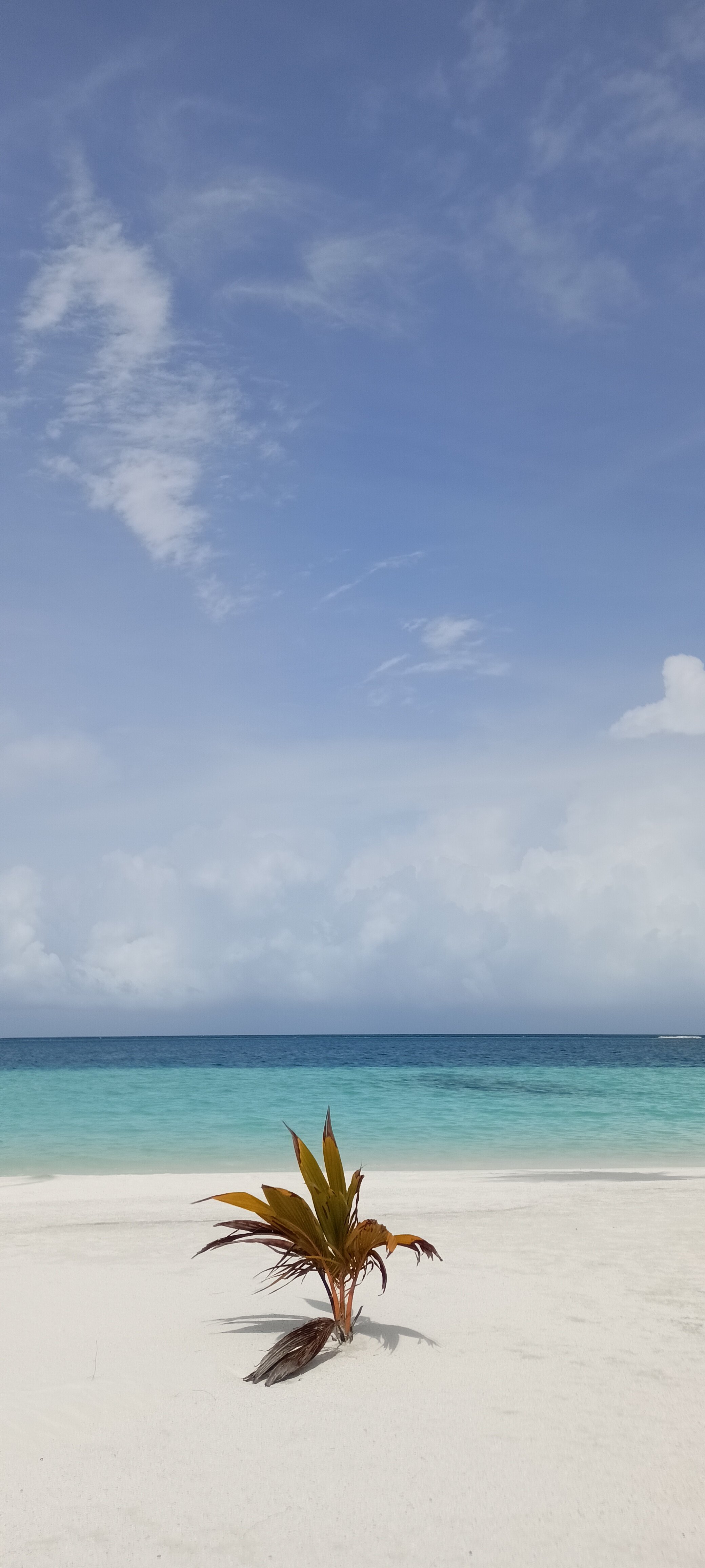 Joy Island Maldives by Cocoon Collection-泳池