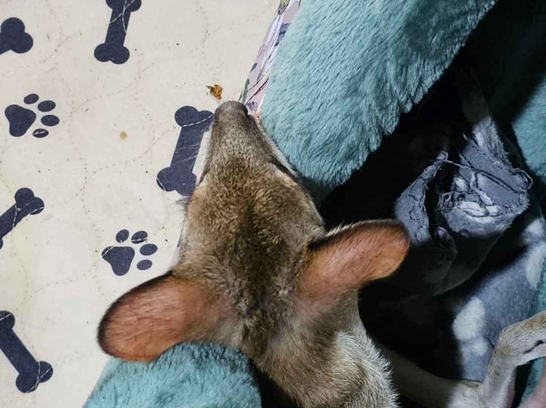 Kangaroo Haven-库努纳拉必去景点