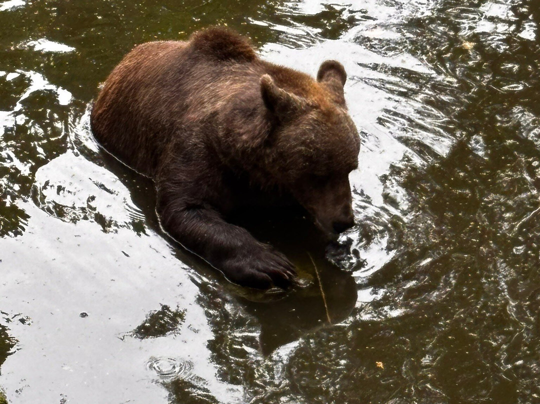 Wildwood Trust-Herne Bay必去景点