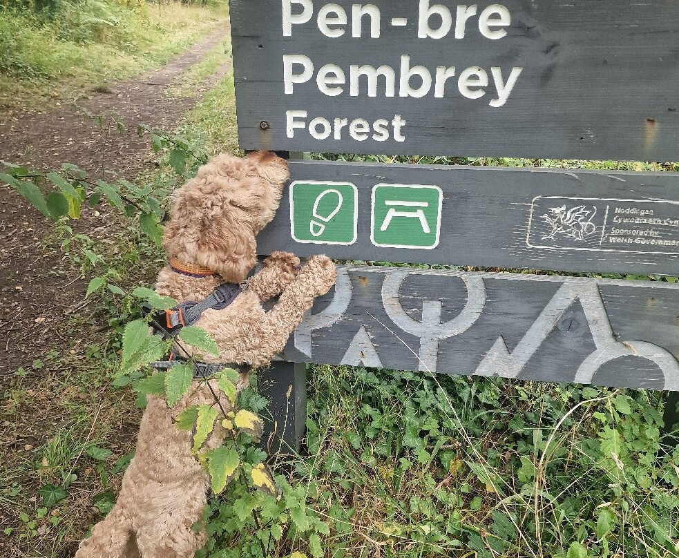 Pembrey Country Park & Beach-Burry Port必去景点