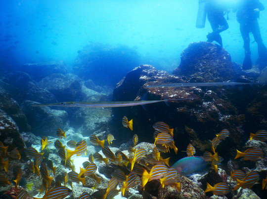 Academy Bay Diving-阿约拉港必去景点