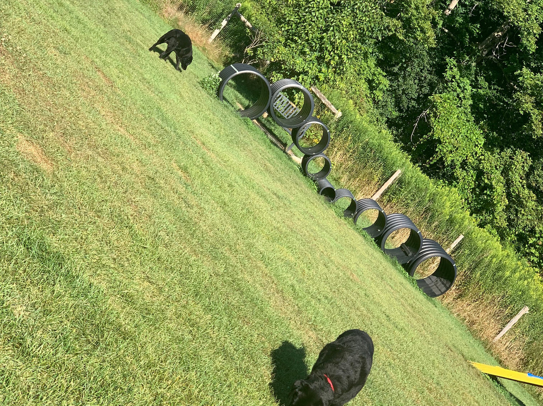 The Paw House Inn主图