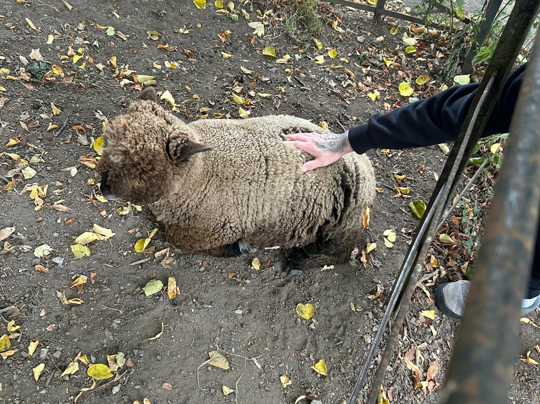 格雷夫公园-谢菲尔德必去景点