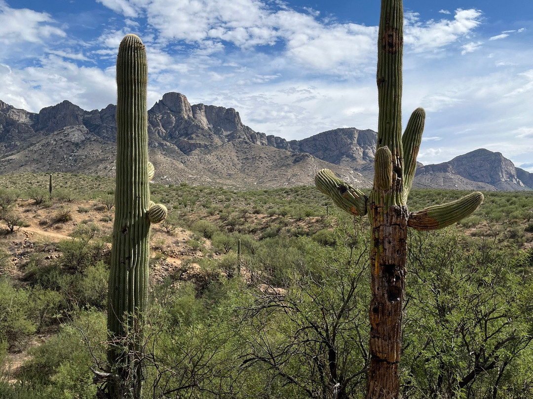 Catalina State Park-图森必去景点