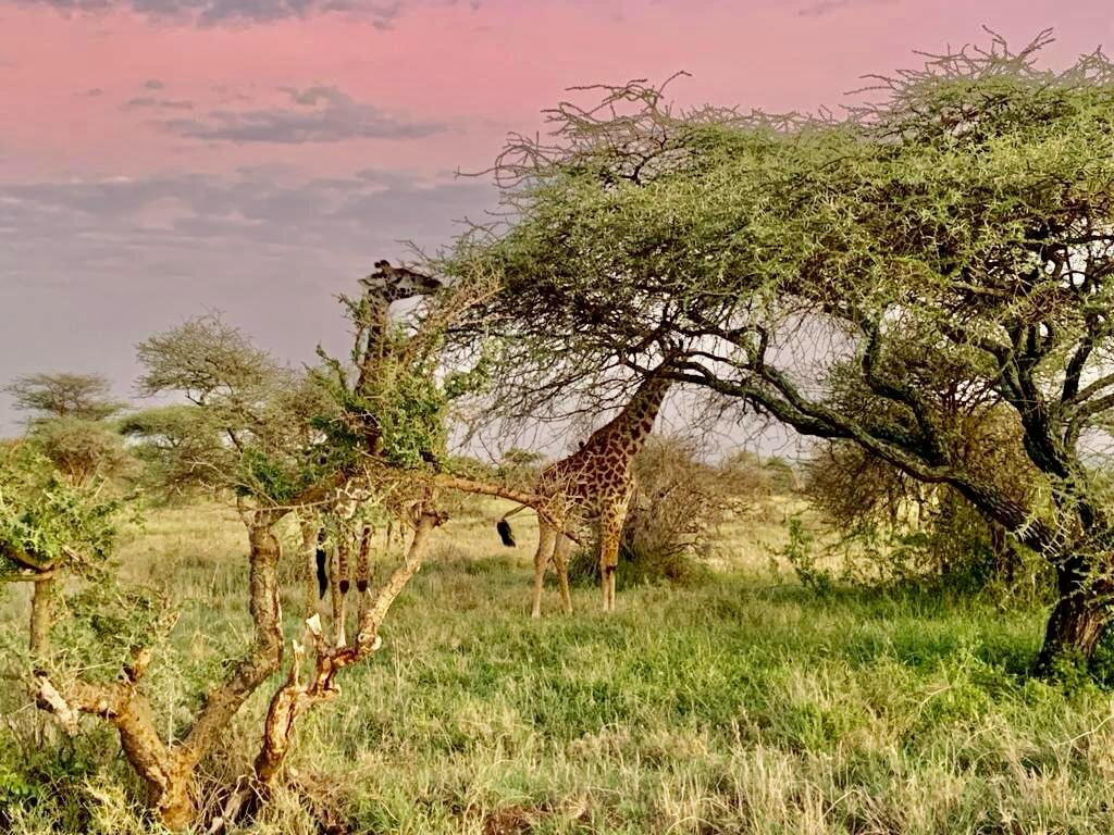 Escape To Tanzania Trekking & Safaris-莫西必去景点