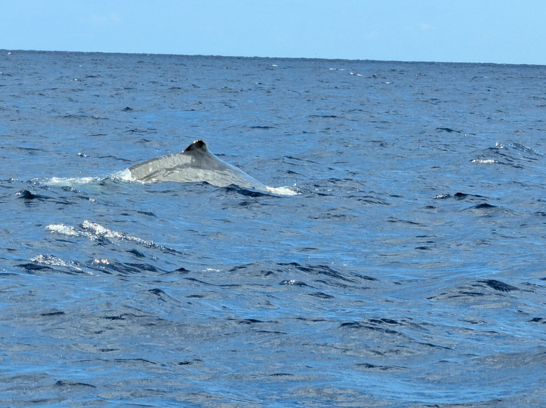 Espaco Talassa-Lajes do Pico必去景点