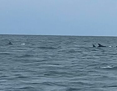 A Bay To Remember Wildlife Boat Trips-St. Dogmaels必去景点