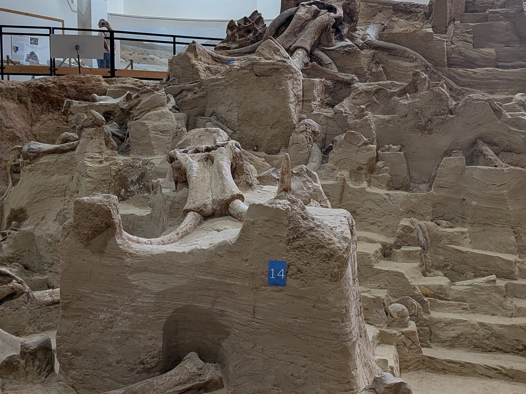 The Mammoth Site of Hot Springs-温泉城必去景点