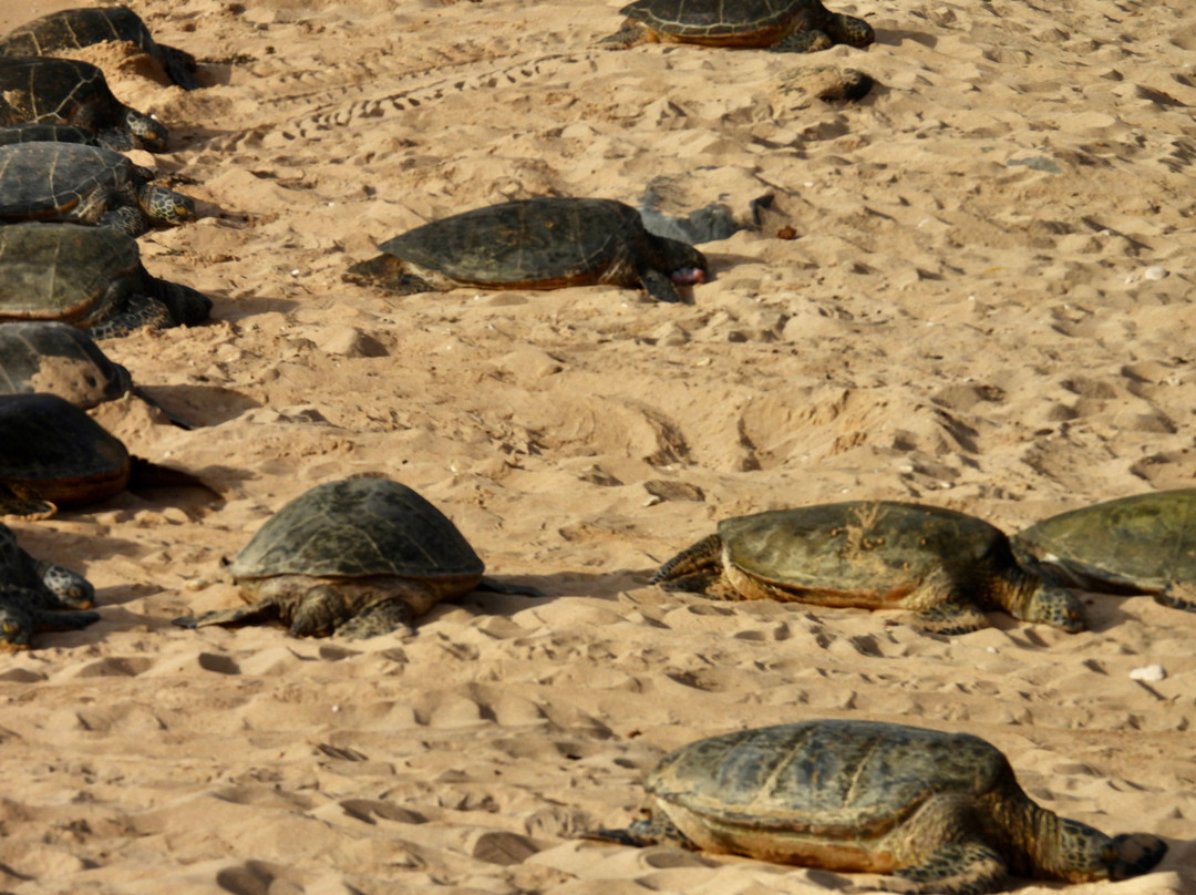 Experience Hawaii Tours-毛伊岛必去景点