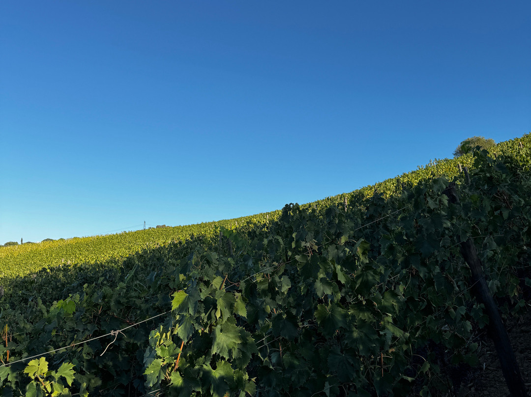 Fabrizio Pratesi Winery-Seano必去景点