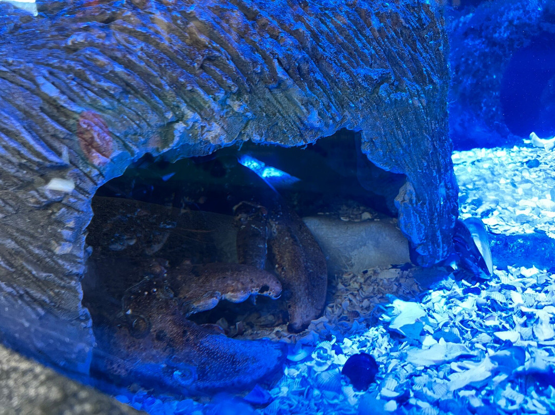 Marine Discovery Centre & Whitby Lobster Hatchery-惠特比必去景点