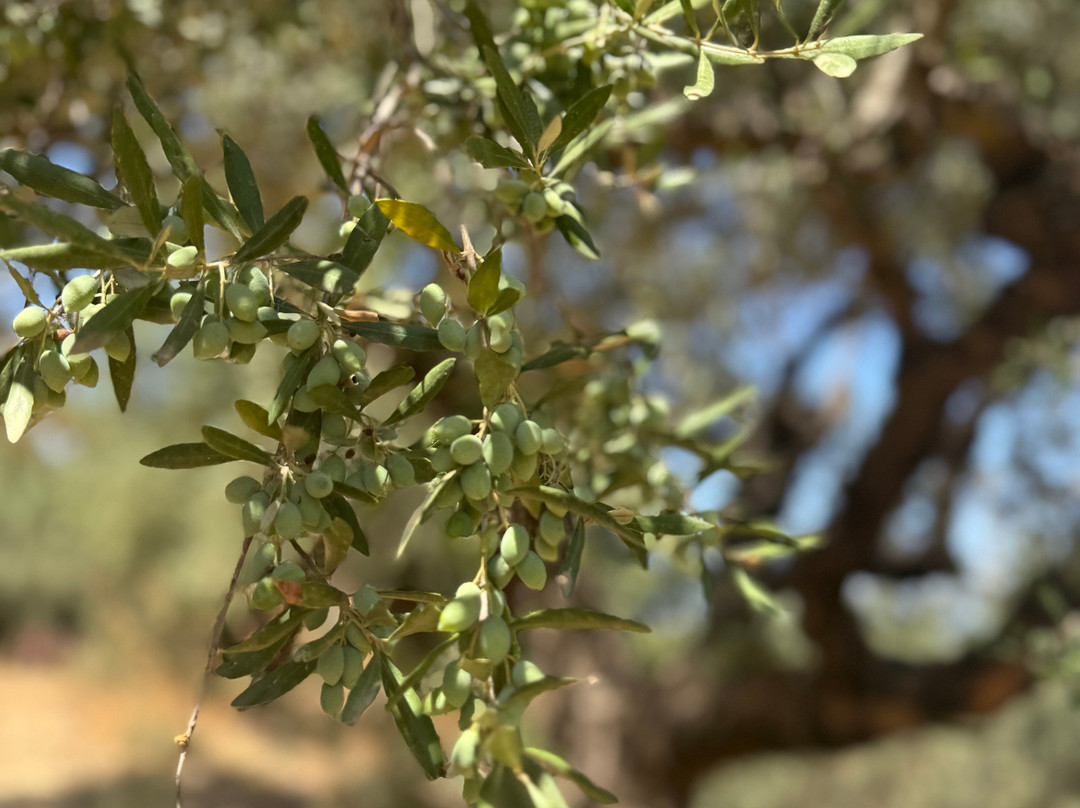 Anoskeli Winery Olive Mill-Anoskeli必去景点