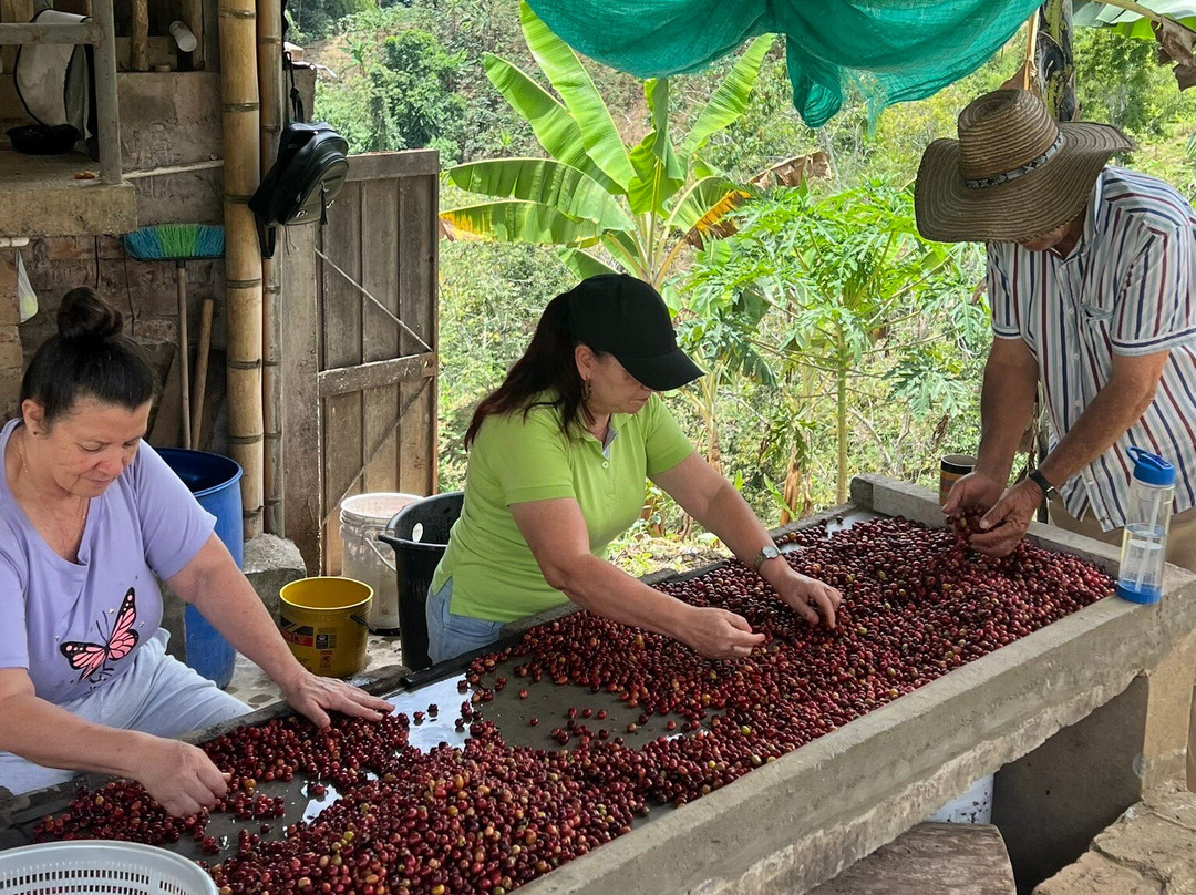 Hane Coffee-布埃纳维斯塔必去景点