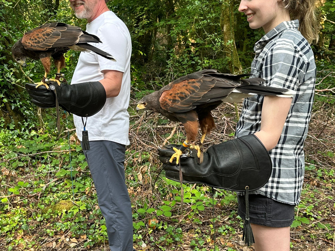 Ireland's School of Falconry-康镇必去景点