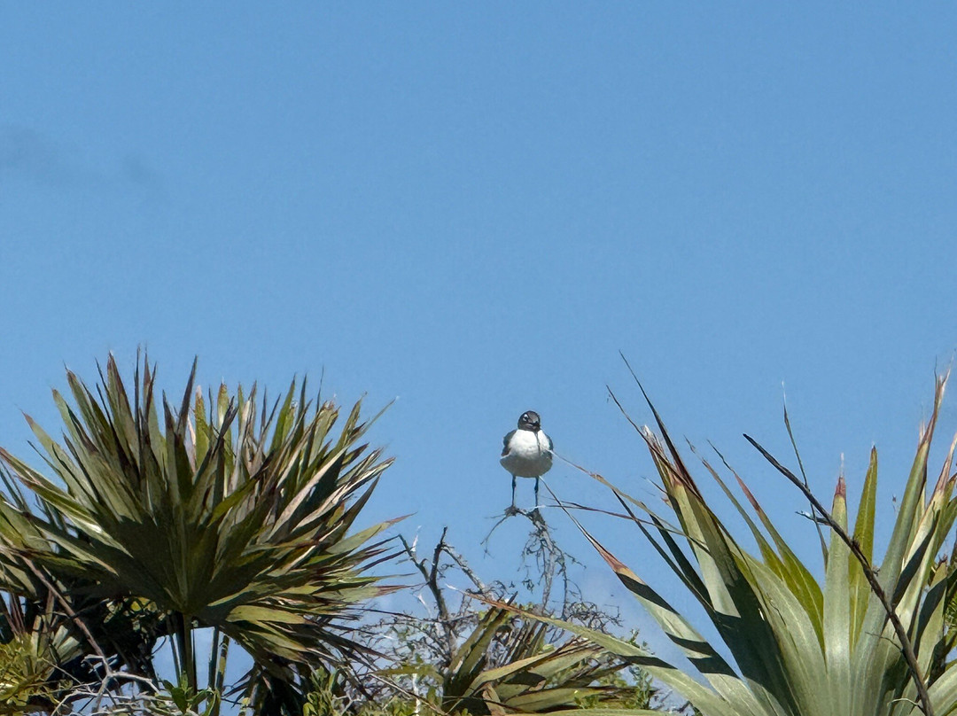 Fast Track TCI-普罗维登西亚莱斯必去景点