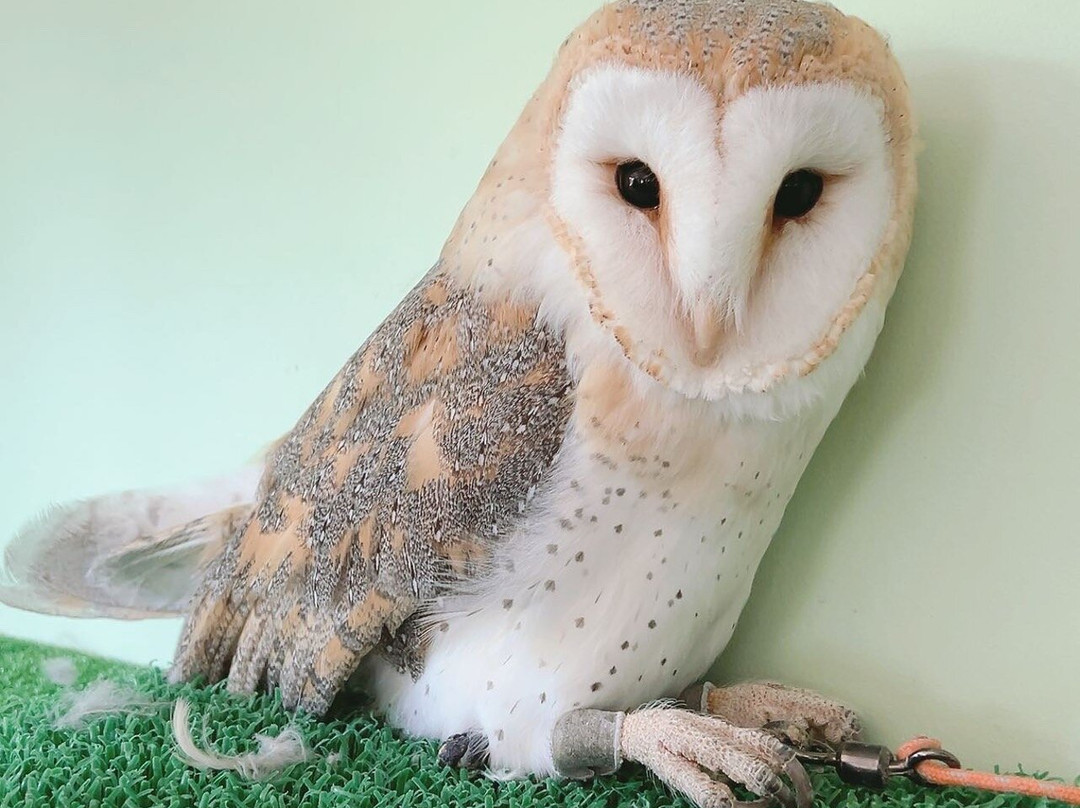 猫头鹰咖啡馆-涩谷区必去景点