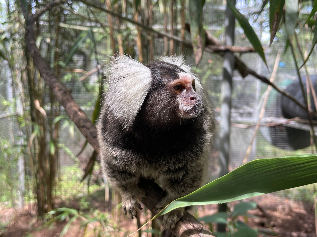 Jungle Friends Primate Sanctuary-盖恩斯维尔必去景点