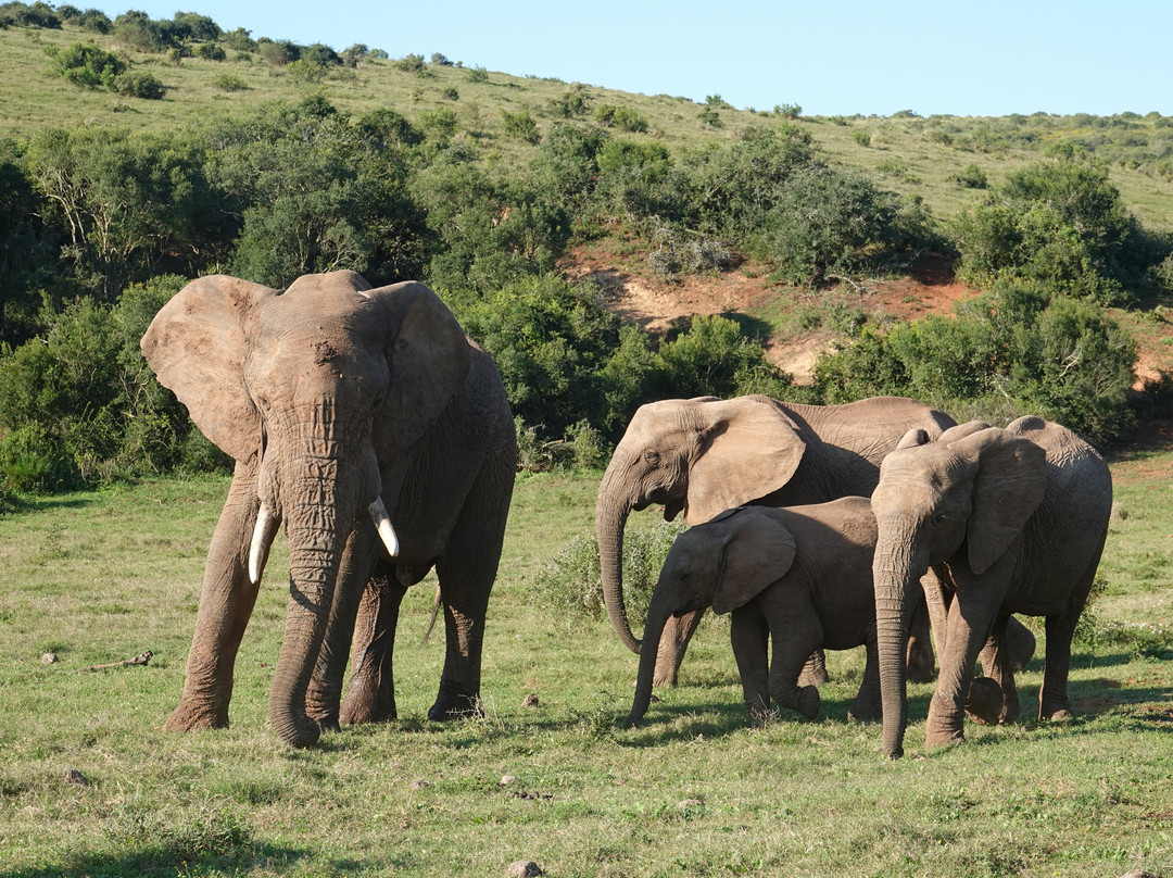 Afroventures Tours & Safaris-伊丽莎白港必去景点