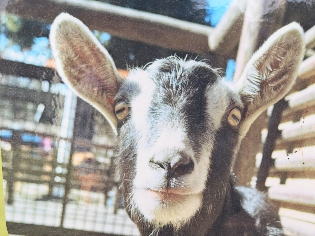 Ichikawa City Zoo-市川市必去景点