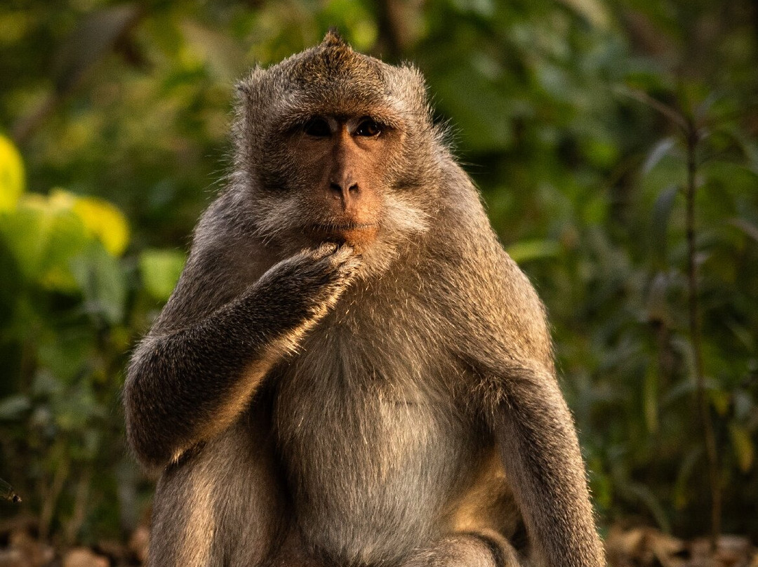 Japa Bali Tours-乌布必去景点