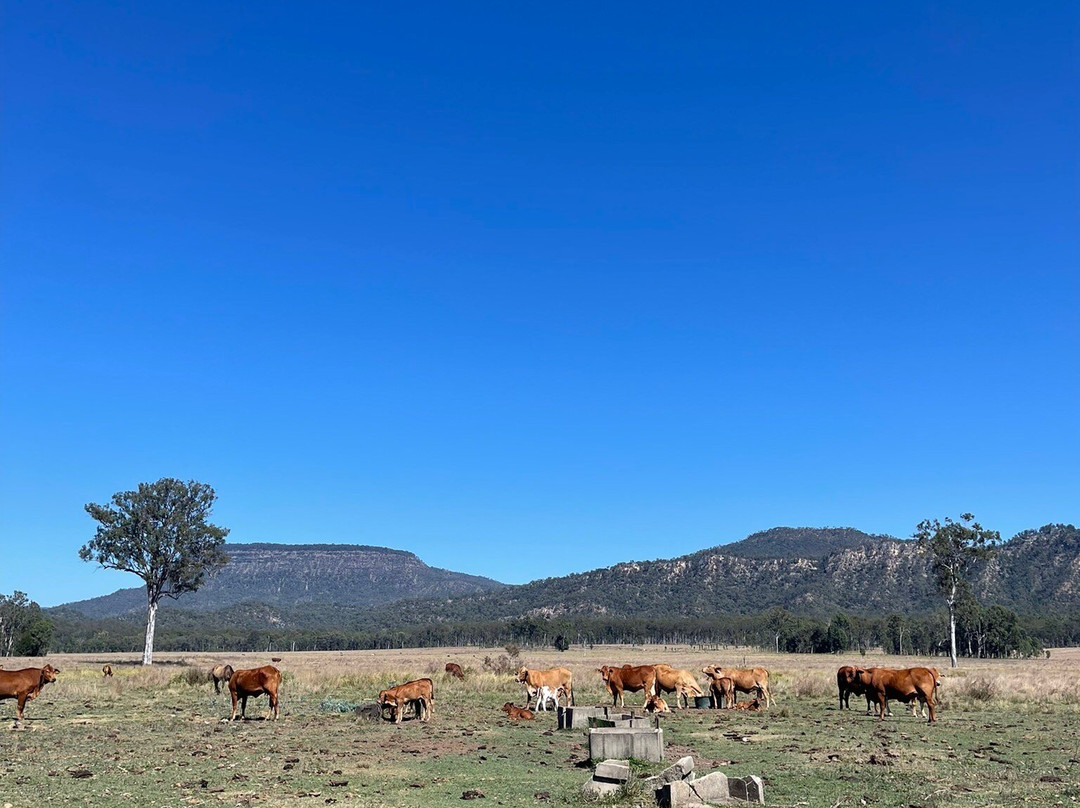 Central Queensland Nature Tours-罗尔斯顿必去景点