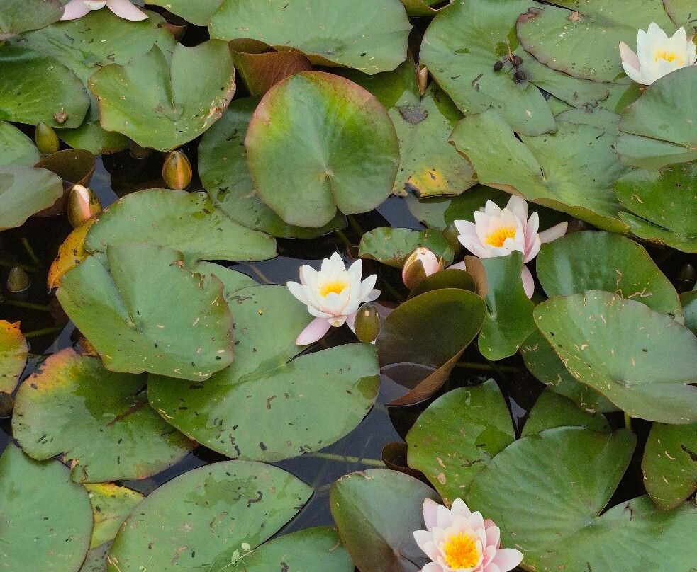 Bergius Botanic Garden-斯德哥尔摩必去景点